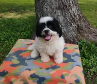Princess, a female Bichon Frise and Shih Tzu for sale in Portland, TN – 4 of 6