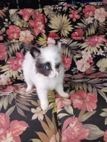 Teacup Ophelia , a female Pomeranian for sale in Portland, TN – 5 of 7