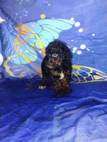 Benji, a male Poodle - Toy  for sale in Portland, TN – 3 of 6