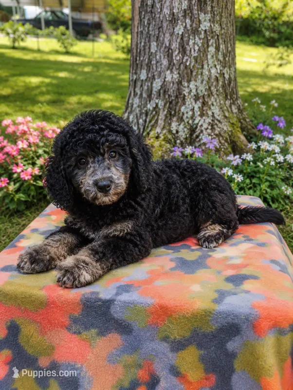 Joey – Schnoodle puppy for sale in Portland, TN