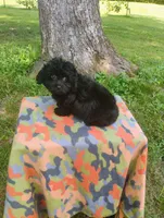 Kiki, a male Aussiedoodle for sale in Portland, TN – 2 of 6