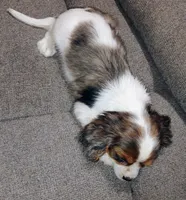 Pebbles, a female Cavalier King Charles Spaniel for sale in Portland, TN – 4 of 5