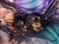 Oliver, a male Cavalier King Charles Spaniel for sale in Portland, TN – Photo 2 of 5