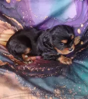 Oliver, a male Cavalier King Charles Spaniel for sale in Portland, TN – Photo 4 of 5