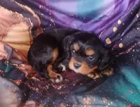 Oliver, a male Cavalier King Charles Spaniel for sale in Portland, TN – Photo 5 of 5