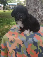 Odie, a male Aussiedoodle for sale in Portland, TN – 3 of 5