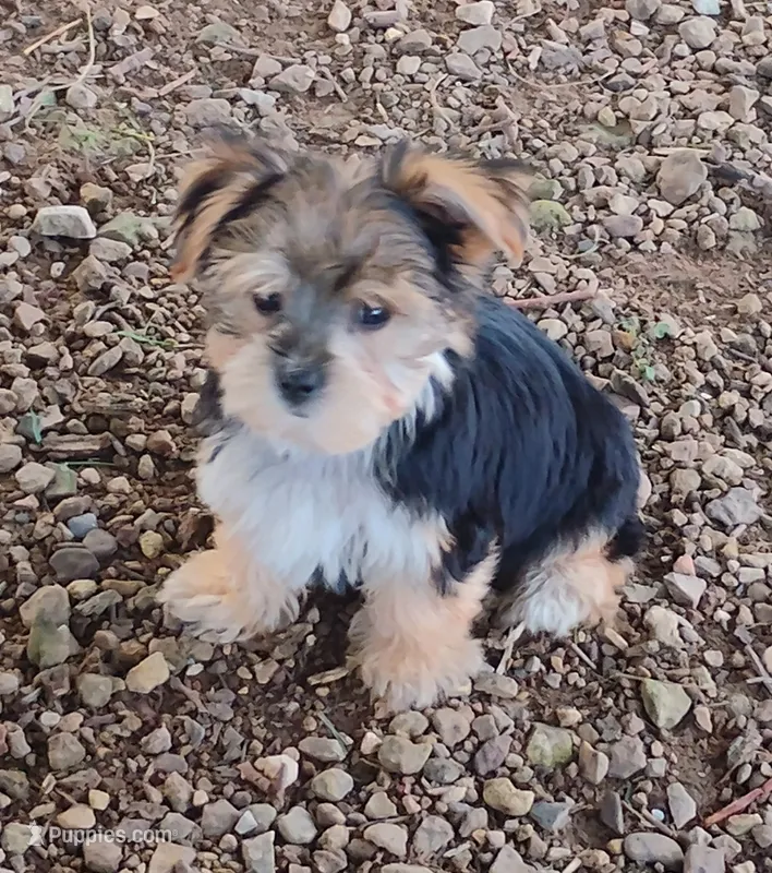 Minnie – Yorkshire Terrier puppy for sale in Portland, TN