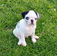Max, a male Pug for sale in Portland, TN – Photo 5 of 7