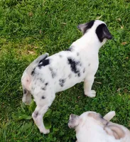 Max, a male Pug for sale in Portland, TN – Photo 4 of 7