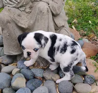 Max, a male Pug for sale in Portland, TN – Photo 7 of 7