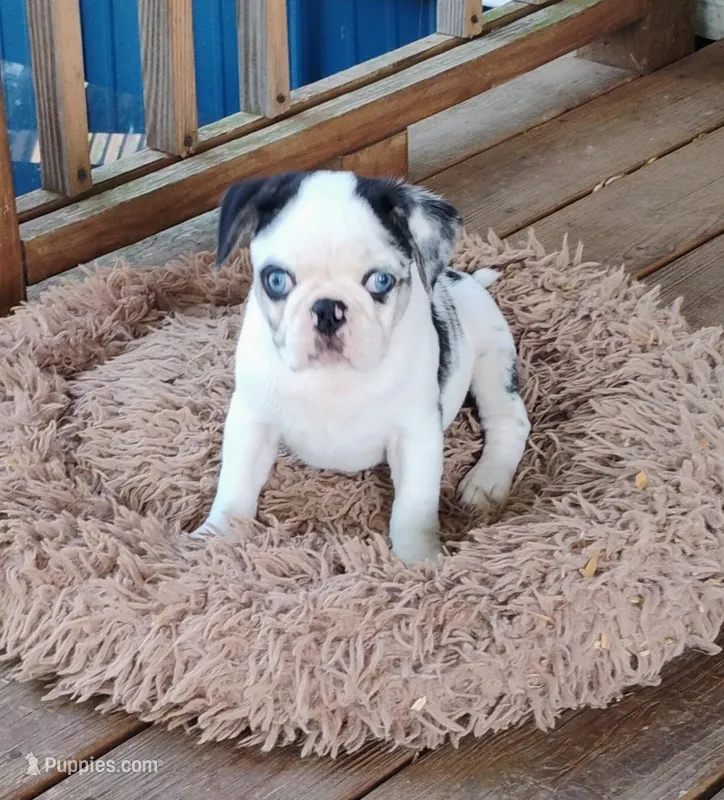 Max – Pug puppy for sale in Portland, TN