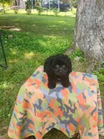 Kiki, a male Aussiedoodle for sale in Portland, TN – 3 of 6
