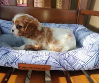 Murphy, a male Cavalier King Charles Spaniel for sale in Portland, TN – Photo 5 of 5
