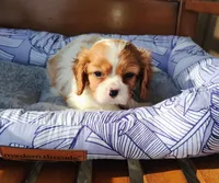 Murphy, a male Cavalier King Charles Spaniel for sale in Portland, TN – Photo 4 of 5