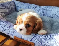 Murphy, a male Cavalier King Charles Spaniel for sale in Portland, TN – Photo 2 of 5