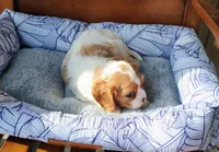 Murphy, a male Cavalier King Charles Spaniel for sale in Portland, TN – Photo 3 of 5