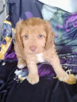 Cooper, a male Cavapoo for sale in Portland, TN – 2 of 3