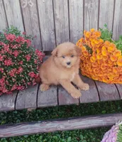 Marty, a male Pomapoo for sale in Portland, TN – 3 of 5