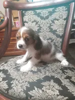 Sapphire, a male Cavalier King Charles Spaniel for sale in Portland, TN – 3 of 7