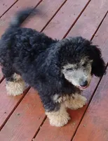 Curly, a male Schnoodle for sale in Portland, TN – 5 of 5
