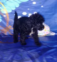 Scarlett , a female Poodle - Toy  for sale in Portland, TN – 3 of 5