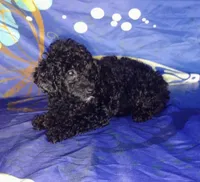 Kip, a male Poodle - Toy  for sale in Portland, TN – 2 of 4