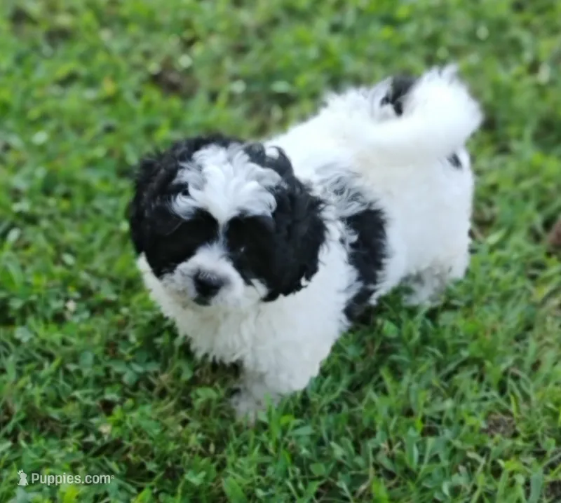 Princess – Bichon Frise, Shih Tzu puppy for sale in Portland, TN