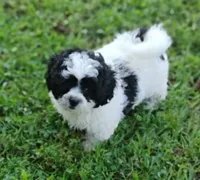 Princess, a female Bichon Frise and Shih Tzu for sale in Portland, TN – 1 of 5
