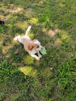 Daisy, a female Cavalier King Charles Spaniel for sale in Portland, TN – 3 of 5