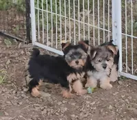 Minnie, a female Yorkshire Terrier for sale in Portland, TN – 2 of 7