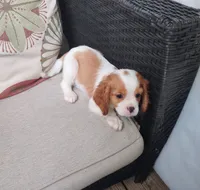 Copper, a male Cavalier King Charles Spaniel for sale in Portland, TN – 2 of 5