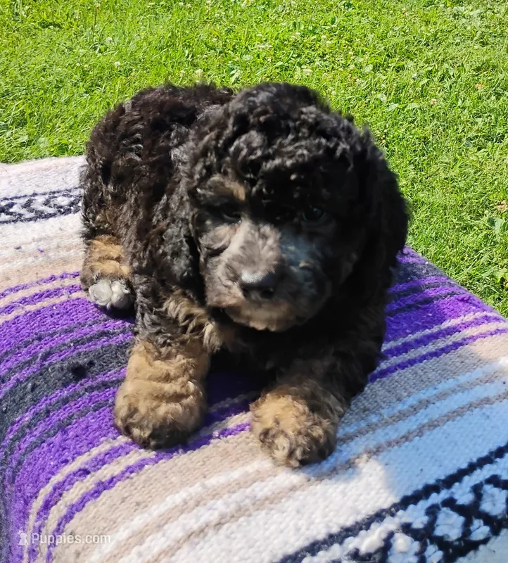 Joey – Schnoodle puppy for sale in Portland, TN