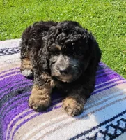 Joey, a male Schnoodle for sale in Portland, TN – 1 of 5