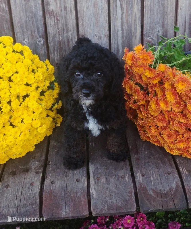 Kip – Poodle - Toy  puppy for sale in Portland, TN