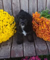 Kip, a male Poodle - Toy  for sale in Portland, TN – 1 of 3
