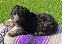 Jayjay, a male Schnoodle for sale in Portland, TN – 2 of 5