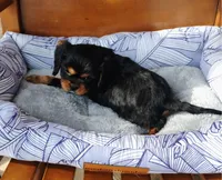 Archer, a male Cavalier King Charles Spaniel for sale in Portland, TN – Photo 3 of 5