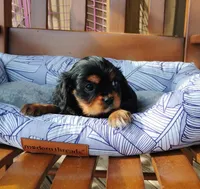 Archer, a male Cavalier King Charles Spaniel for sale in Portland, TN – Photo 1 of 5