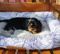 Archer, a male Cavalier King Charles Spaniel for sale in Portland, TN – Photo 5 of 5