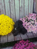 Scarlett , a female Poodle - Toy  for sale in Portland, TN – 6 of 7