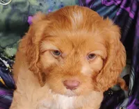Annie, a female Cavapoo for sale in Portland, TN – 2 of 3