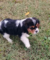 Libby , a female Cavalier King Charles Spaniel for sale in Portland, TN – 2 of 4