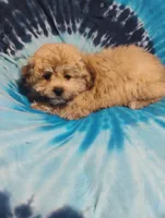 Teddy, a male Bichon Frise and Shih Tzu for sale in Portland, TN – 3 of 7