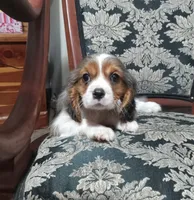 Sapphire, a male Cavalier King Charles Spaniel for sale in Portland, TN – 4 of 7