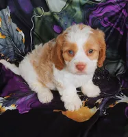 Murphy, a male Cavapoo for sale in Portland, TN – 5 of 5