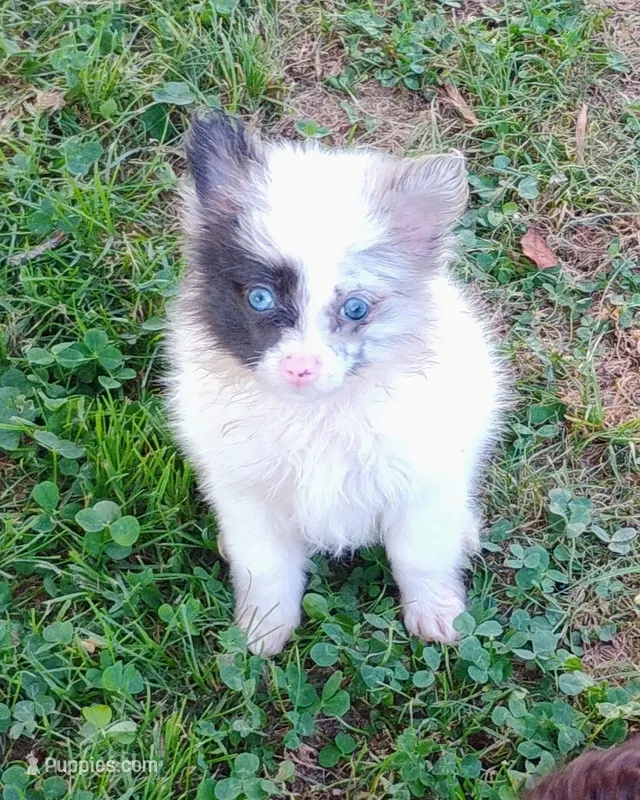 Teacup Ophelia  – Pomeranian puppy for sale in Portland, TN