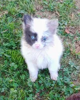 Teacup Ophelia , a female Pomeranian for sale in Portland, TN – 1 of 7