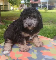 Joey, a male Schnoodle for sale in Portland, TN – 2 of 3