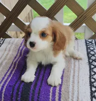 Daisy, a female Cavalier King Charles Spaniel for sale in Portland, TN – 6 of 7