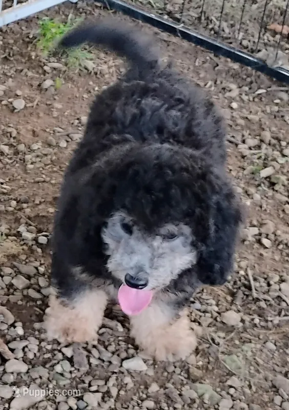 Joey – Schnoodle puppy for sale in Portland, TN